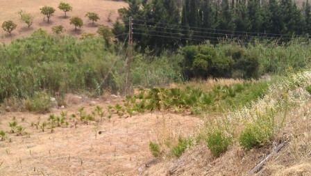 Land in Estepona