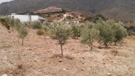 Land in Estepona
